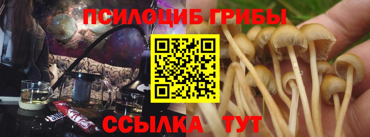Галлюциногенные грибы Psilocybine cubensis  как найти закладки  Зеленогорск  Вход с VPN 